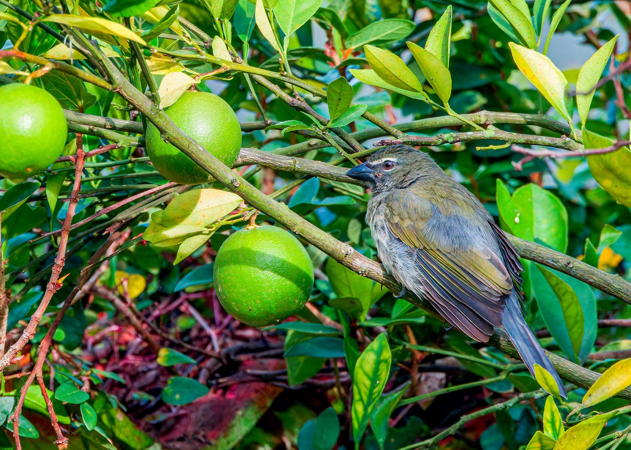 Streaked Saltator perched in a leafy fruit tree near the HXP house in Bucaramanga, Colombia