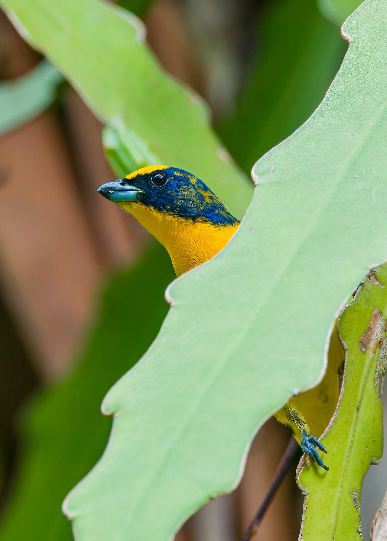 Thick-billed Euphonia perched in the botanical gardens near Bucaramanga, Colombia