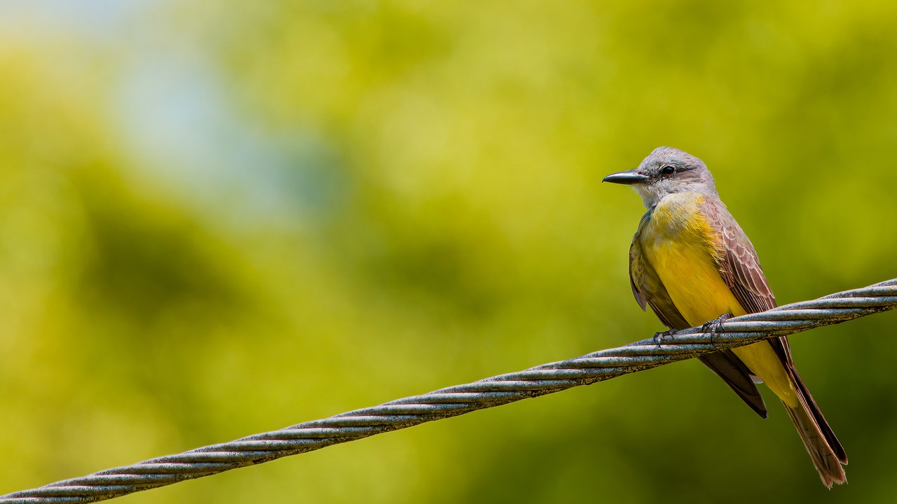 Tropical Kingbird perched on a wire near the HXP house in Peñol, Antioquia, Colombia