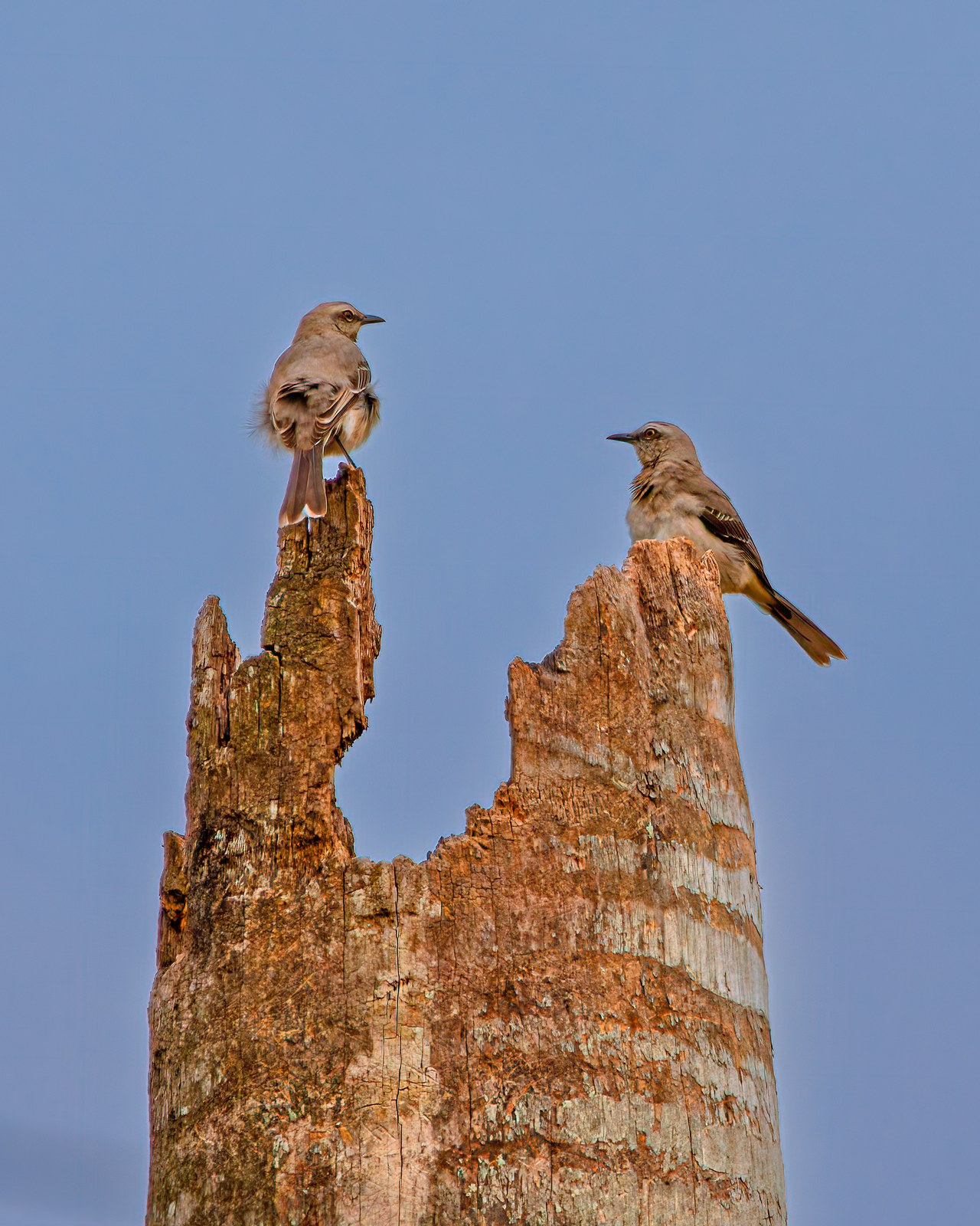 Pair of Tropical Mockingbirds perched at the top of a tall tree near the HXP house in Bucaramanga, Colombia
