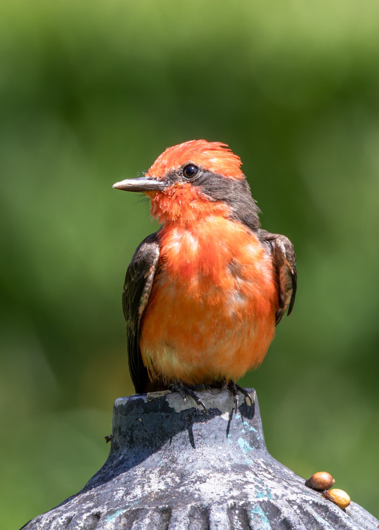 Vermilion Flycatcher in the yard