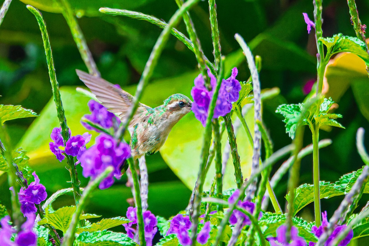 Western Emerald feeding on purple flowers near the HXP house in Peñol, Antioquia, Colombia