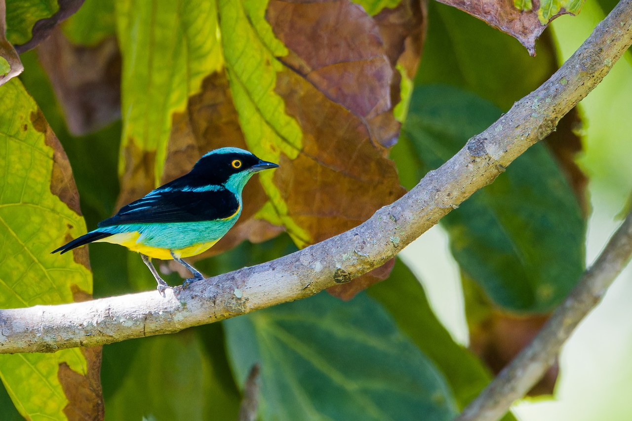 Yellow-tufted Dacnis perched on a branch at the HXP house in Bucaramanga, Colombia