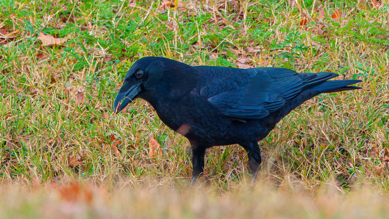 American Crow