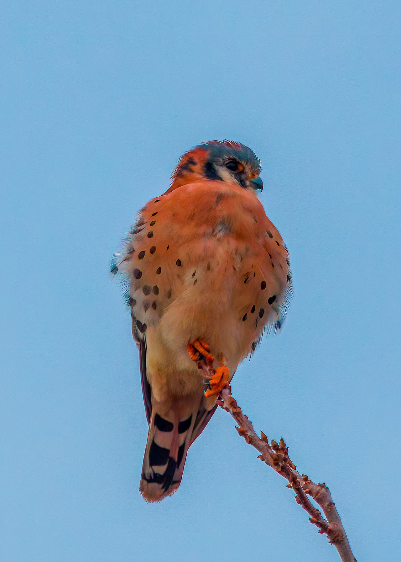 American Kestrel