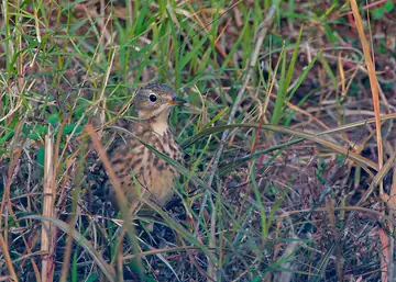 American Pipit