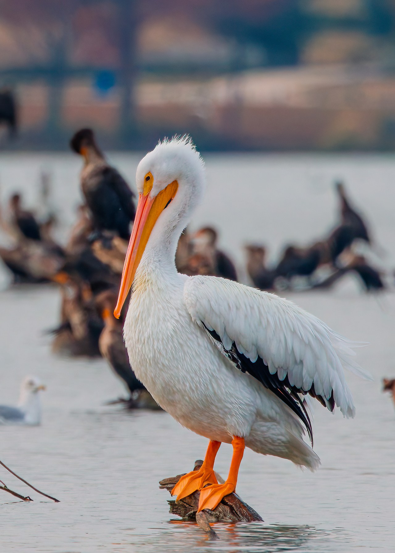 American White Pelican