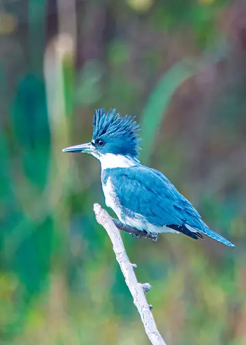Belted Kingfisher