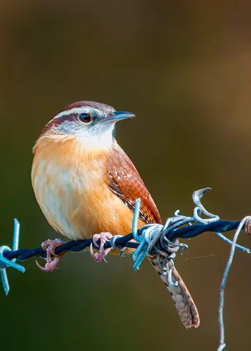 Carolina Wren