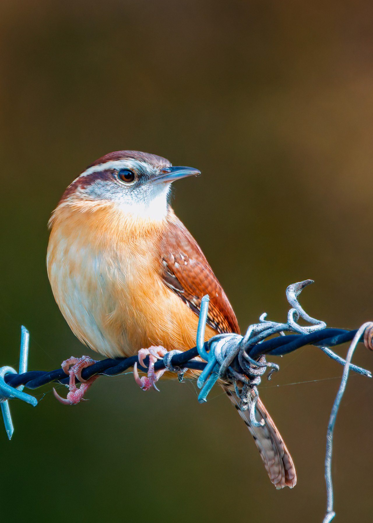 Carolina Wren