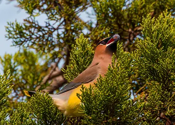 Cedar Waxwing