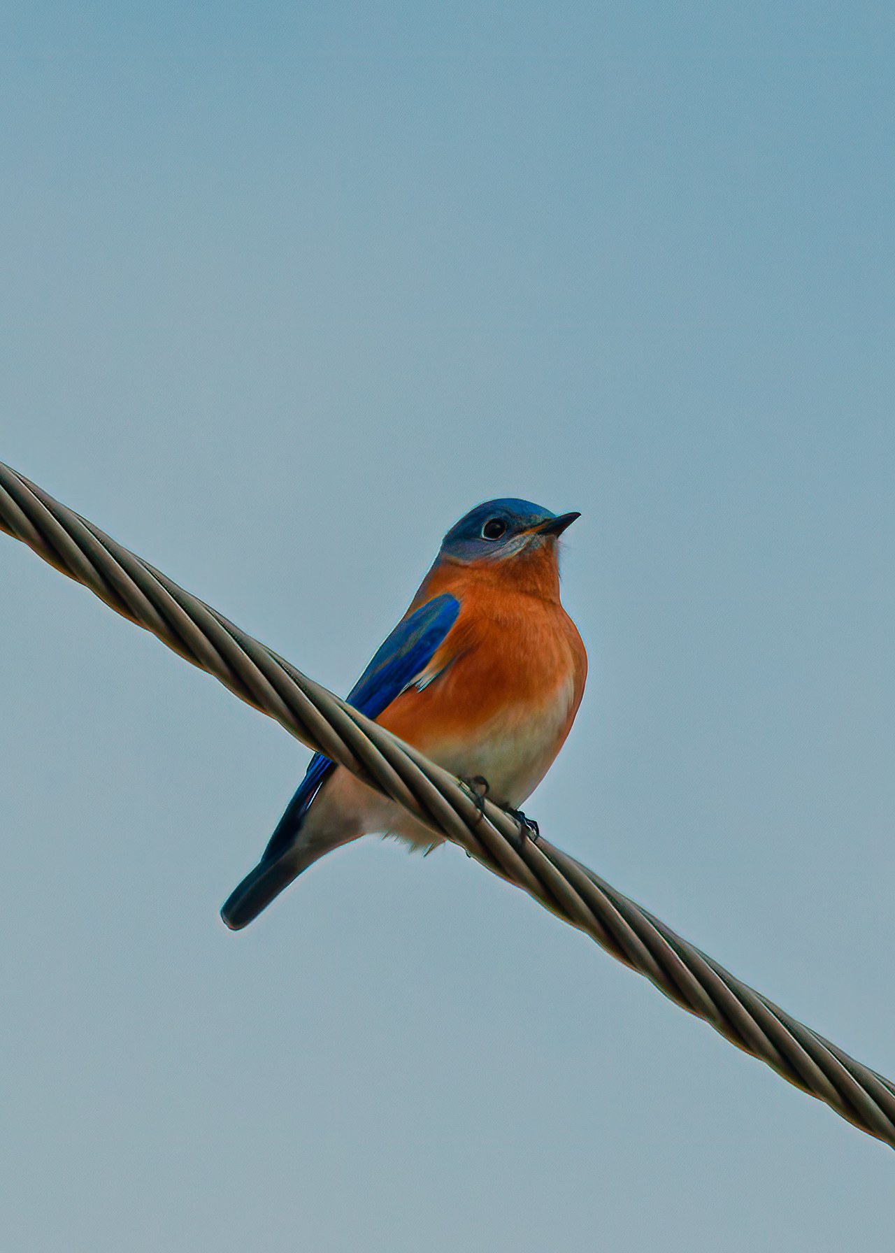 Eastern Bluebird