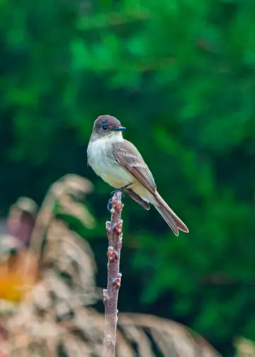 Eastern Phoebe