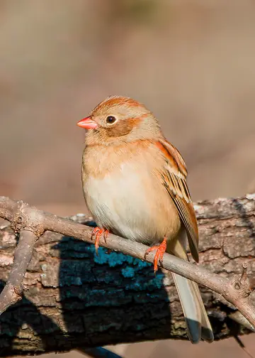 Field Sparrow