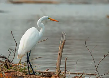 Great Egret