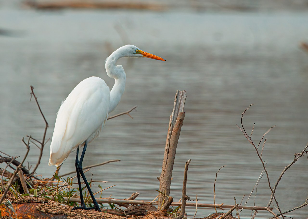 Great Egret