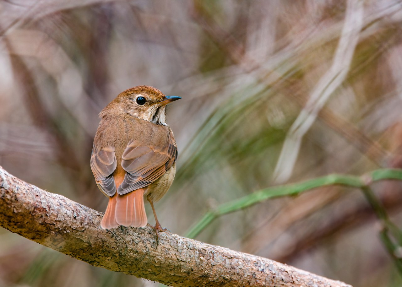 Hermit Thrush