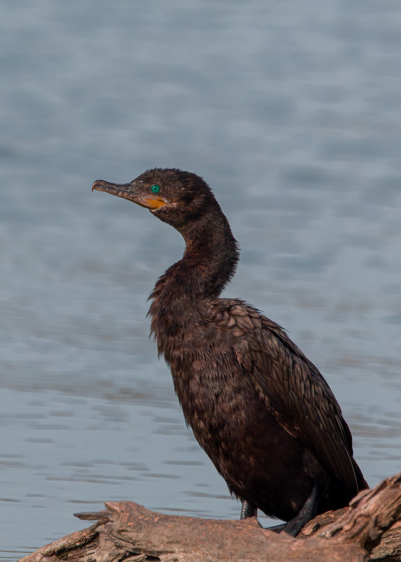 Neotropic Cormorant
