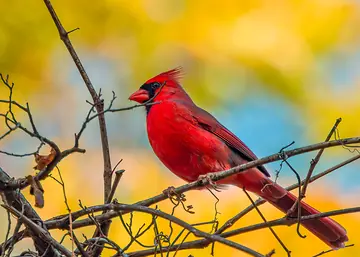 Northern Cardinal
