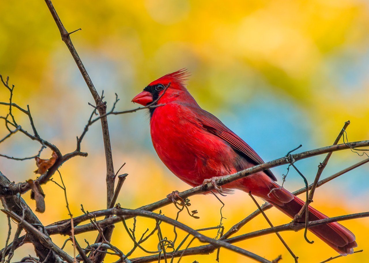 Northern Cardinal