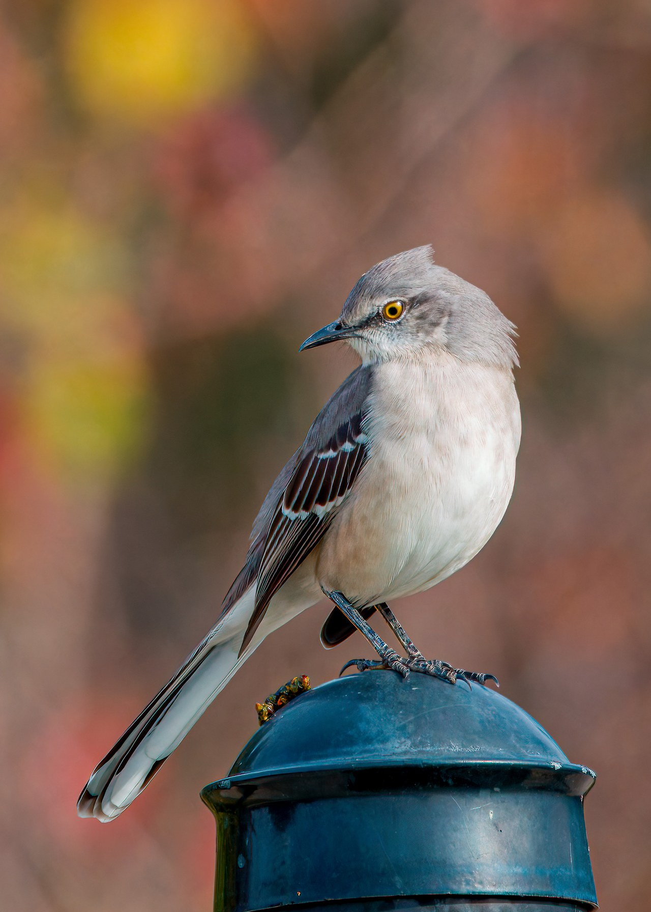 Northern Mockingbird