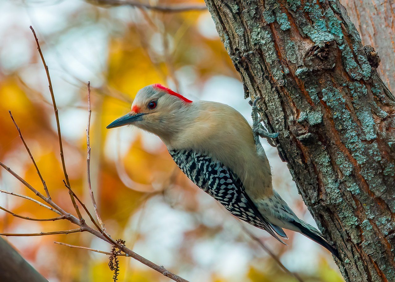 Red-bellied Woodpecker