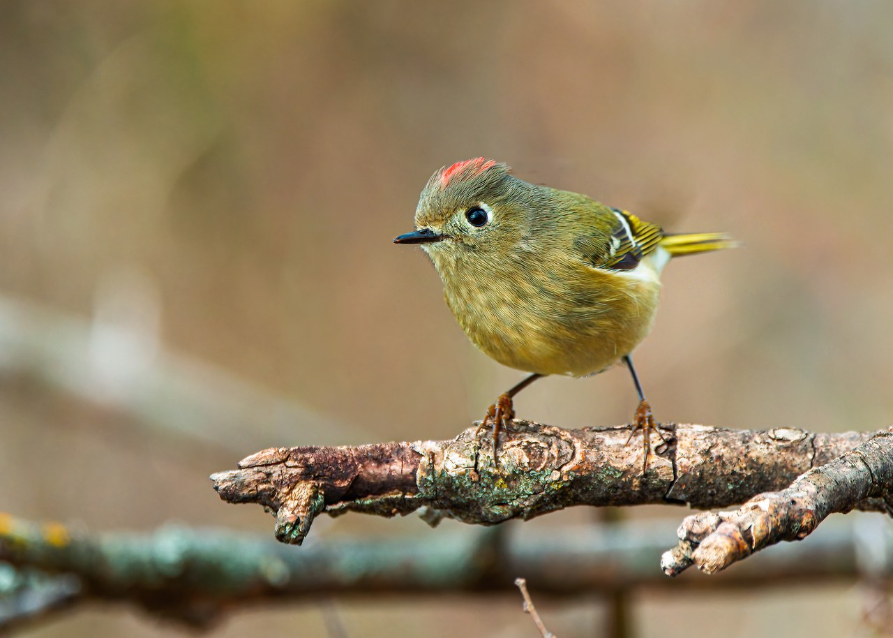Ruby-crowned Kinglet