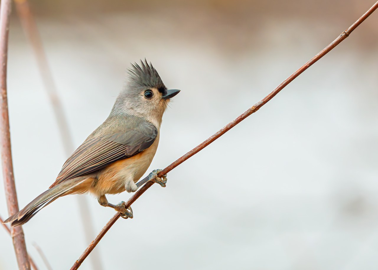 Tufted Titmouse