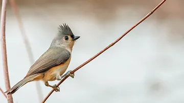 Tufted Titmouse poses on the LLELA in Dallas, TX, USA