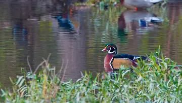 Wood Duck