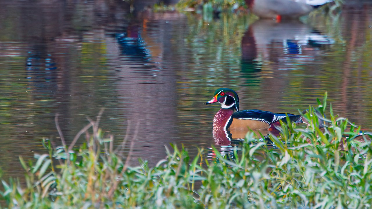 Wood Duck