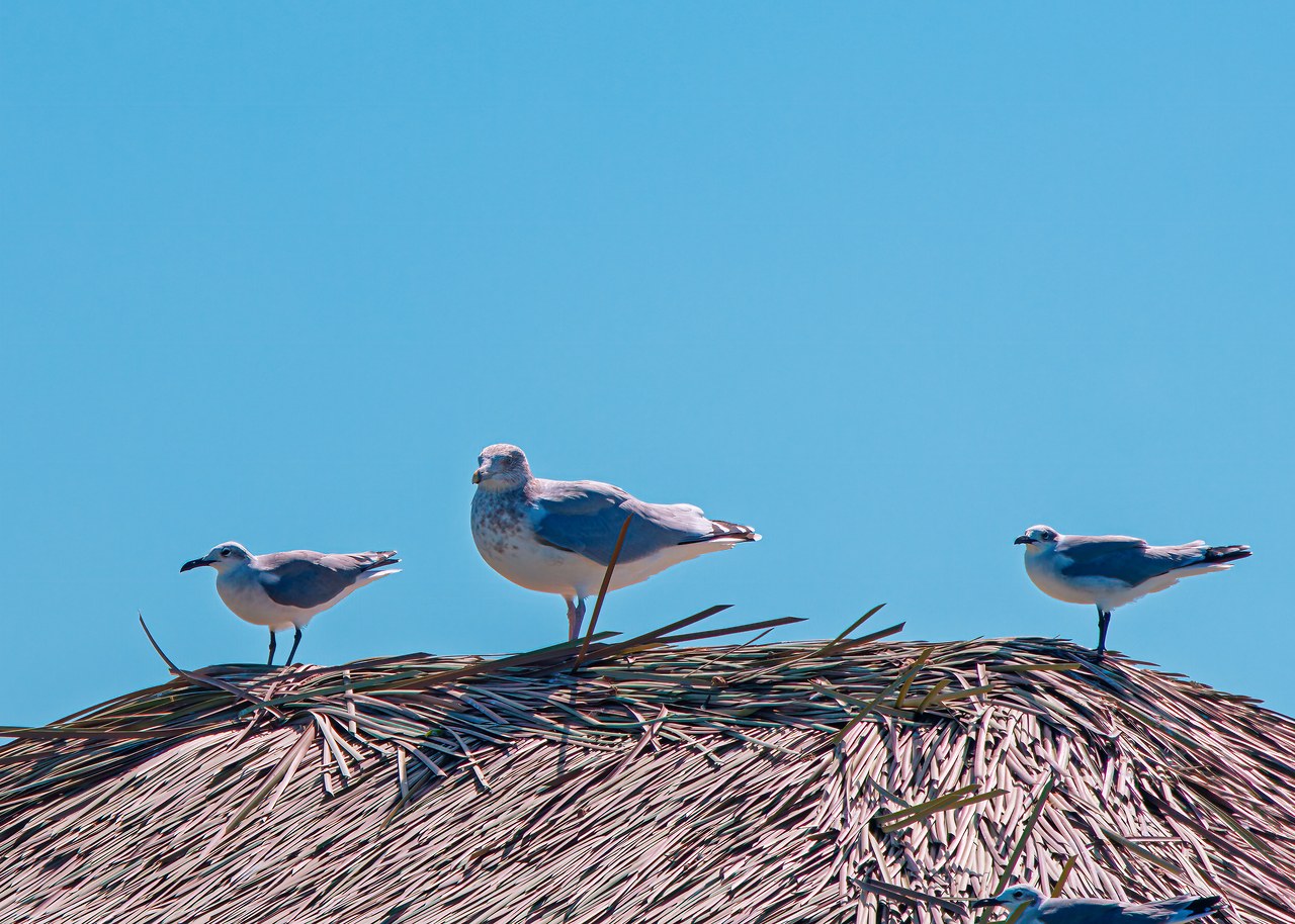 American Herring Gull with Laughing Gulls for comparison