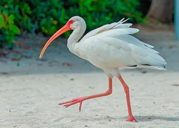 American White Ibis at CocoCay