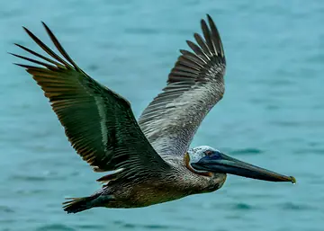 Brown Pelican along the coast