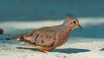 Common Ground Dove