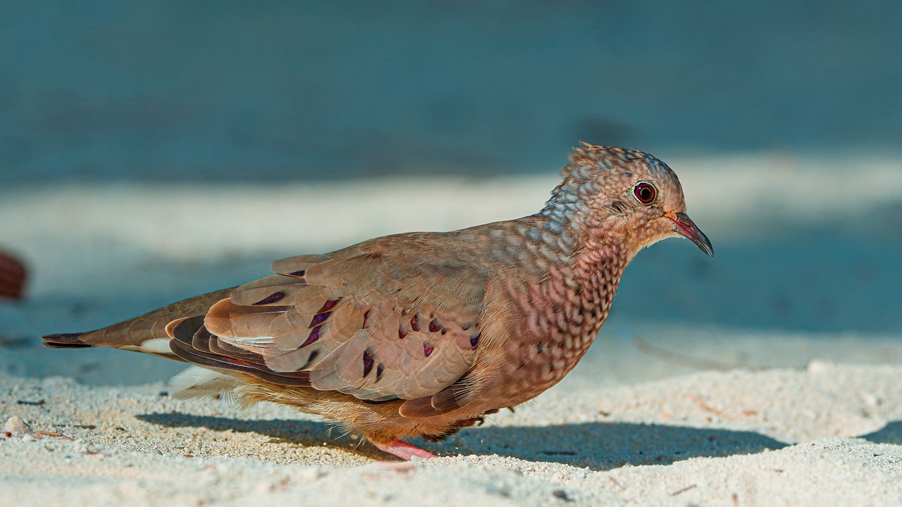 Common Ground Dove