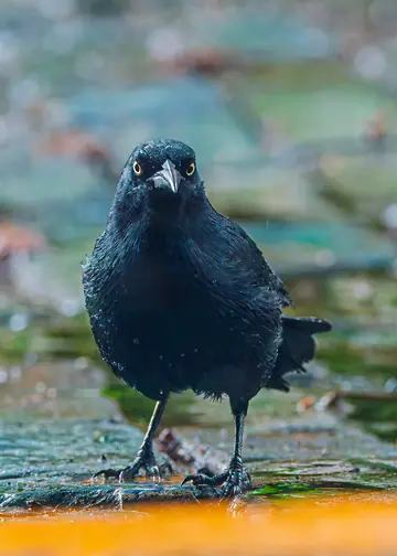 Greater Antillean Grackle in Puerto Rico