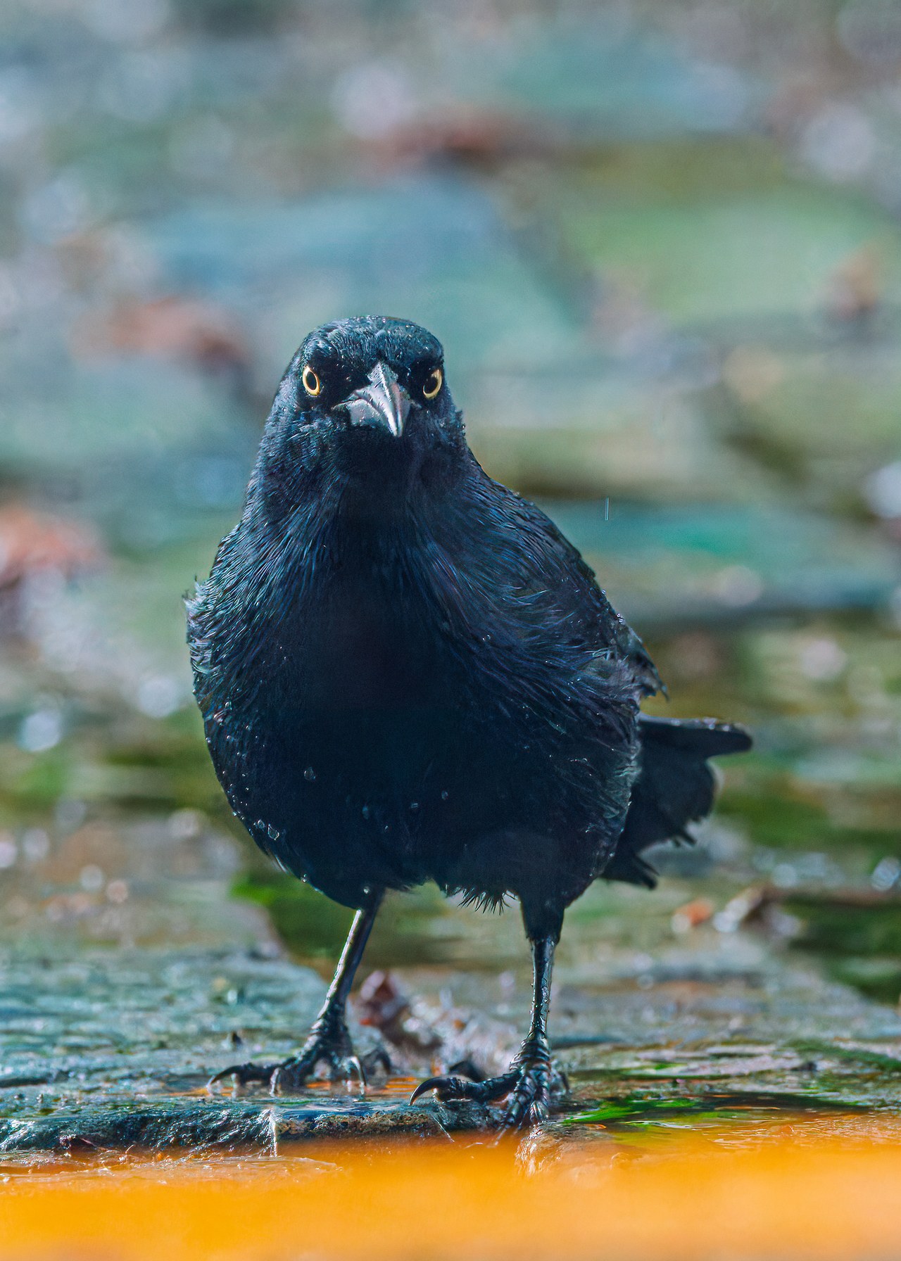 Greater Antillean Grackle in Puerto Rico