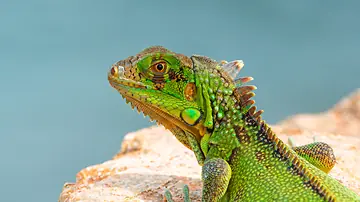 Green Iguana in St. Thomas