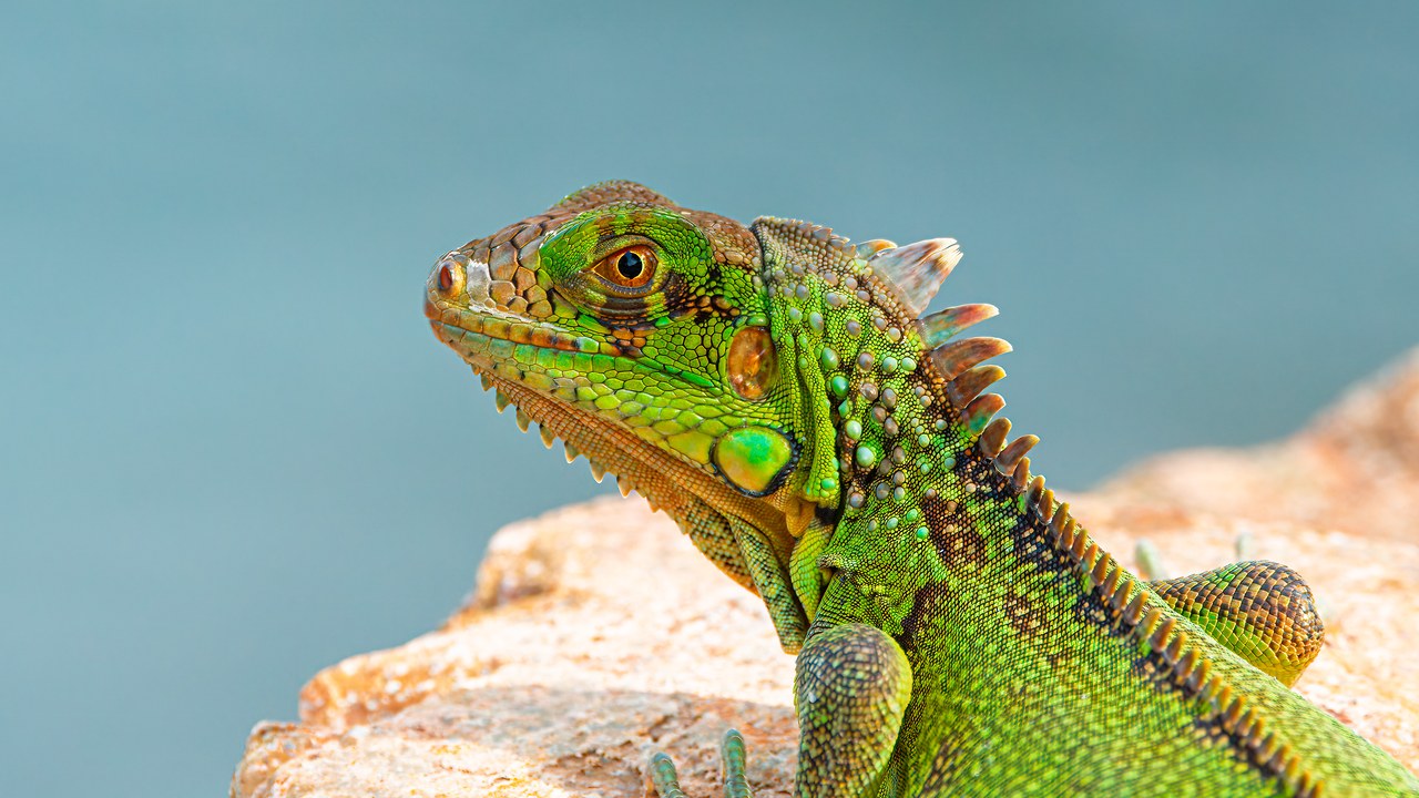 Green Iguana in St. Thomas