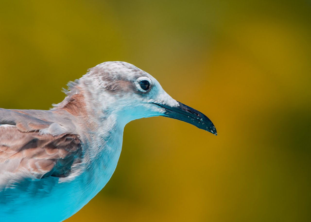 Laughing Gull