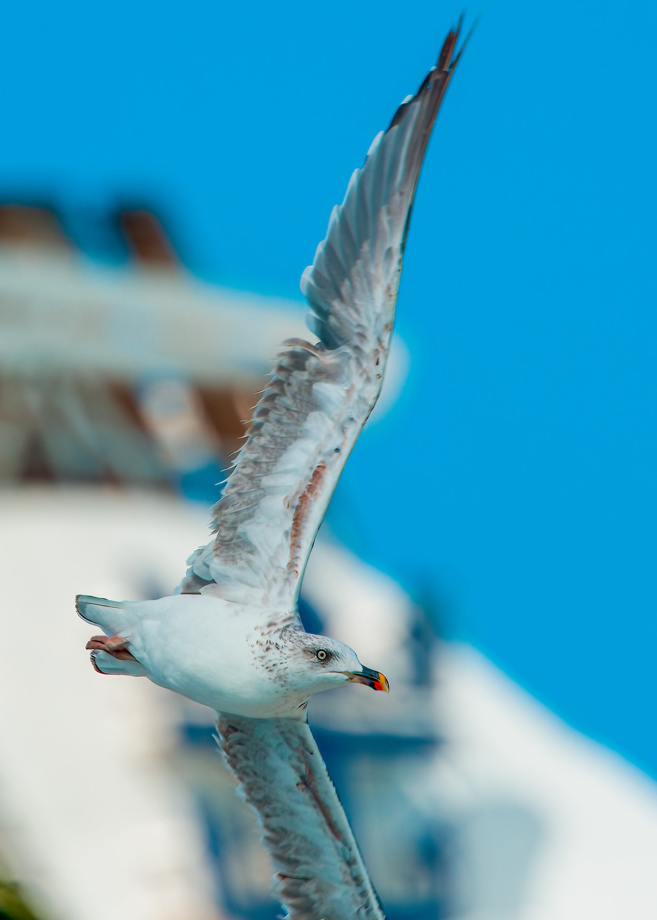 Lesser Black-backed Gull