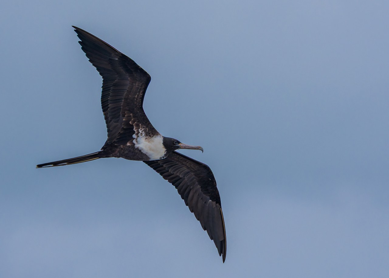 Magnificent Frigatebird soaring near the ship