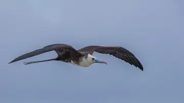Juvenile Magnificent Frigatebird in flight
