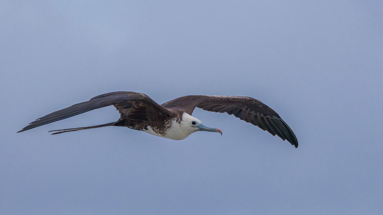 Juvenile Magnificent Frigatebird in flight