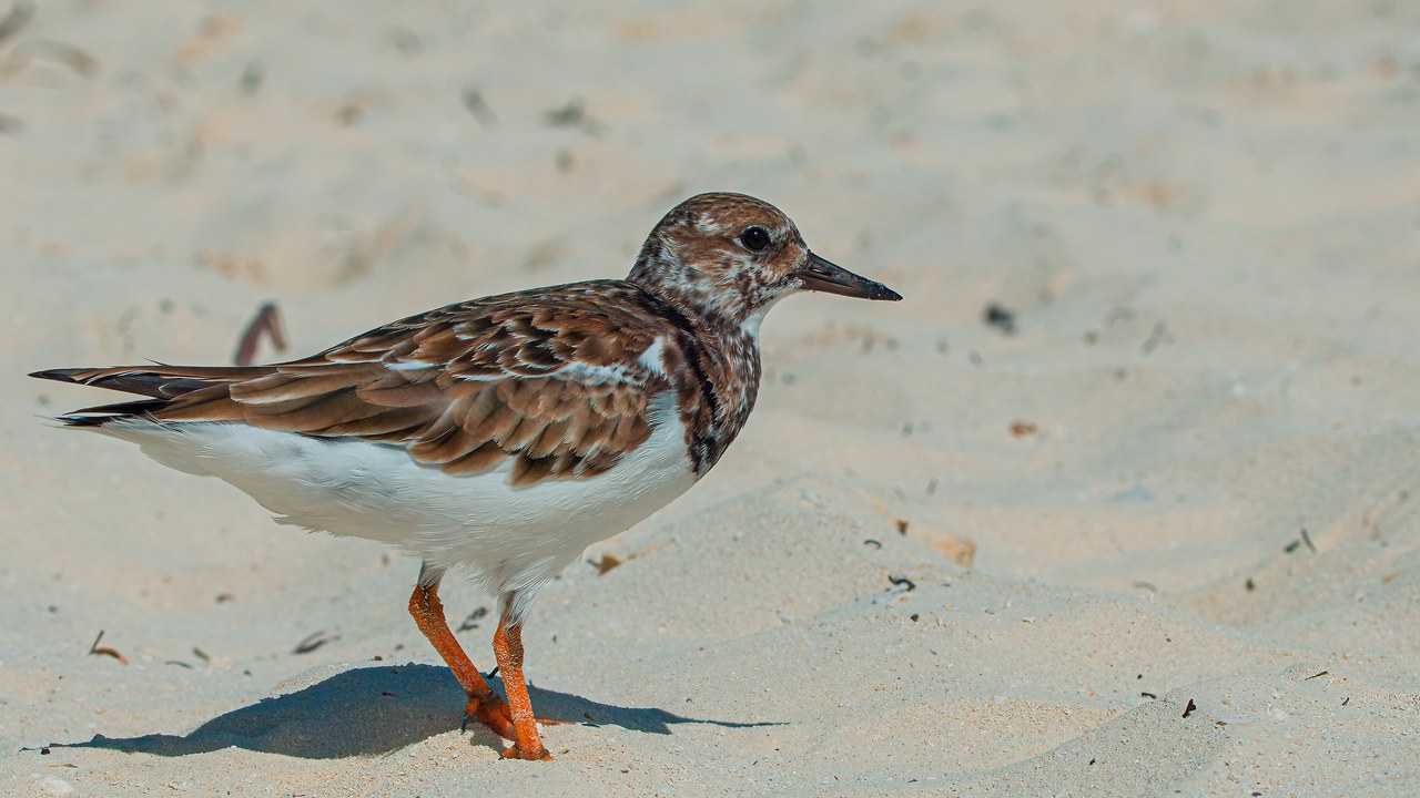 Ruddy Turnstone on CocoCay beach