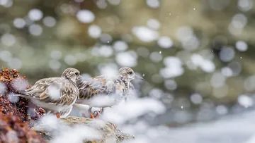 Ruddy Turnstone at the shoreline during an Eastern Caribbean cruise stop
