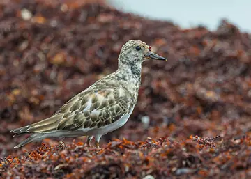 Ruddy Turnstone at the shoreline (seaweed frame)