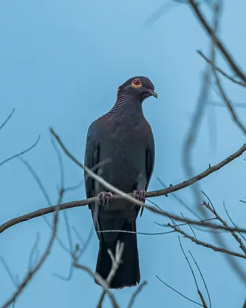 Scaly-naped Pigeon in the Caribbean