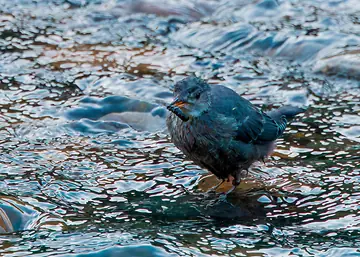 American Dipper holding a small aquatic larva